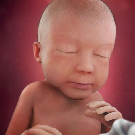 Desenvolvimento fetal   28 semanas de gravidez   BabyCenter