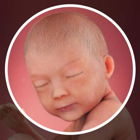 Desenvolvimento fetal   30 semanas de gravidez   BabyCenter
