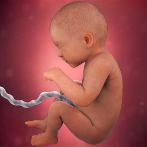Desenvolvimento fetal 33 semanas de gravidez BabyCenter