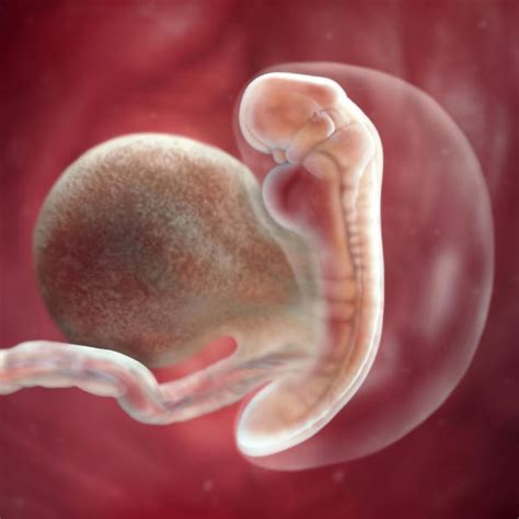Desenvolvimento fetal 5 semanas de gravidez BabyCenter