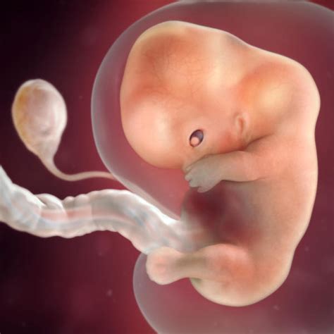 Desenvolvimento fetal 9 semanas de gravidez BabyCenter