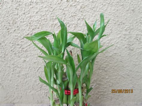 Design Green India: Best Tips For Growing Indoor Plants ...