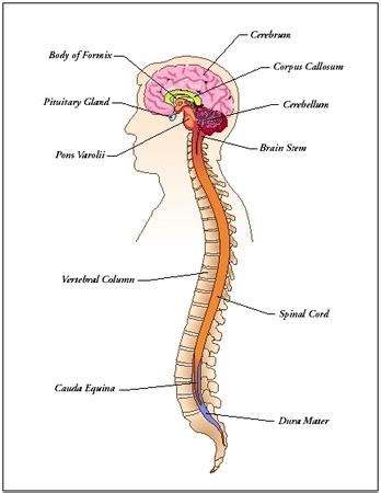 Design: parts of the nervous system   The Nervous System ...