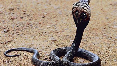 Desktop Egyptian Cobra Snake Images