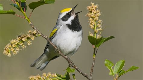Desktop HD Wallpapers Free Downloads: Beautiful Birds on ...