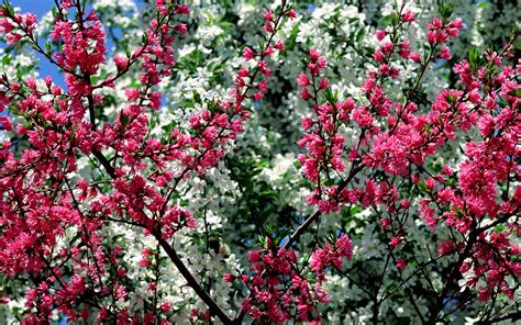 Desktop Wallpaper Spring Flowers  60+ images