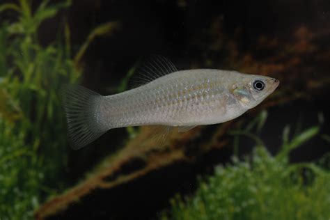 Despite odds, fish species that bypass sexual reproduction ...