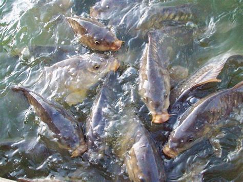 Detectan altas concentraciones de insecticidas en peces de ...