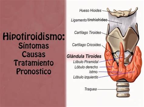 Determinacion de la Hormona Estimulante de la Tiroides ...