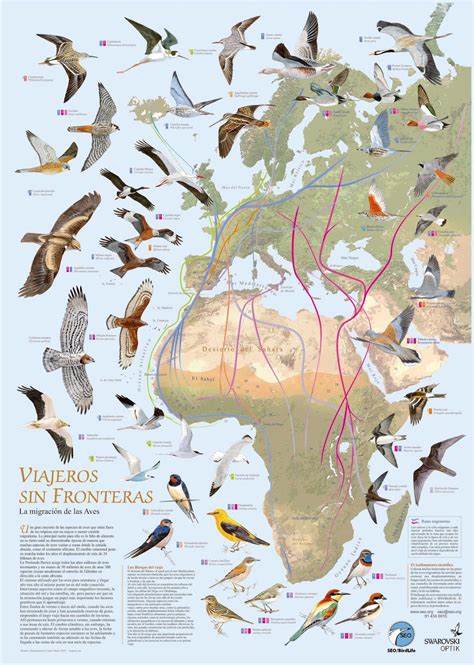 Día Mundial de las Aves Migratorias: Recursos y ...