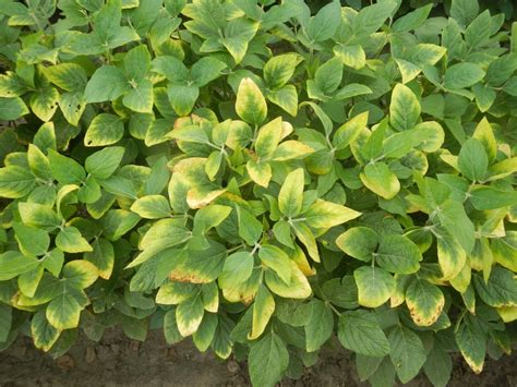 Diagnosing Nutrient Deficiencies in Mississippi Soybeans ...