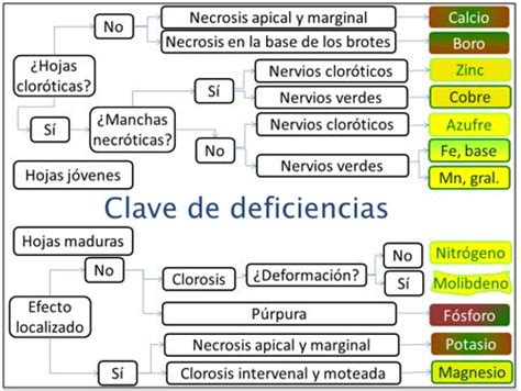 Diagnóstico Visual de Deficiencias Nutrimentales | Intagri ...