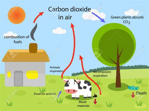 Diagram: Carbon Dioxide Oxygen Cycle Diagram
