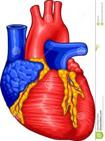 Diagram Human Heart Clip Art, Diagram, Free Engine Image ...
