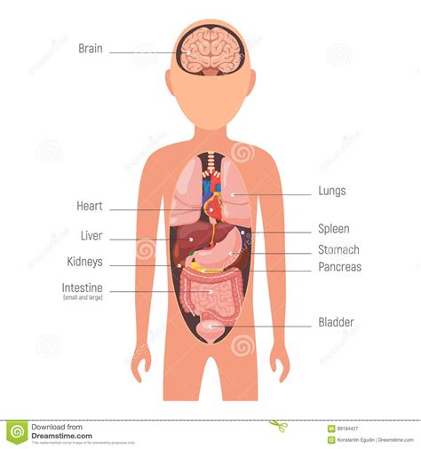 Diagram internal organs stock vector. Illustration of ...