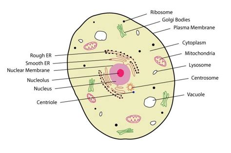 Diagram Of Eukaryotic Cells | siemreaprestaurant.me