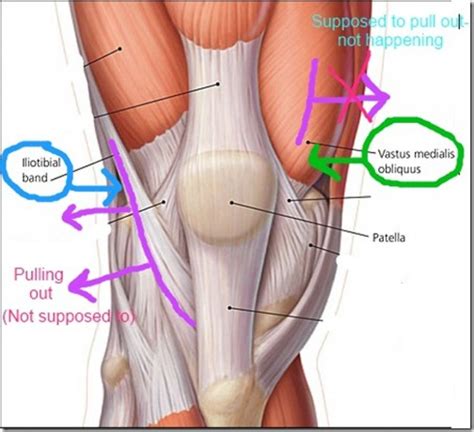Diagram Of Right Knee   Anatomy Organ