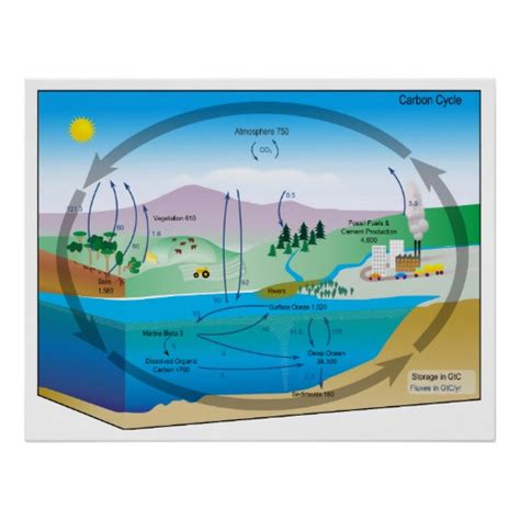 Diagram of the Biogeochemical Carbon Cycle Posters | Zazzle