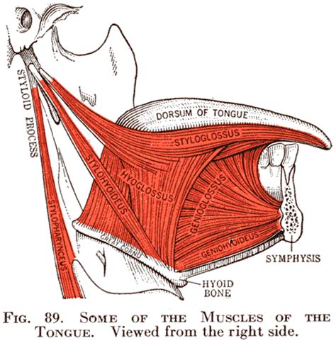 DIAGRAM :: Some of the Muscles of the Tongue