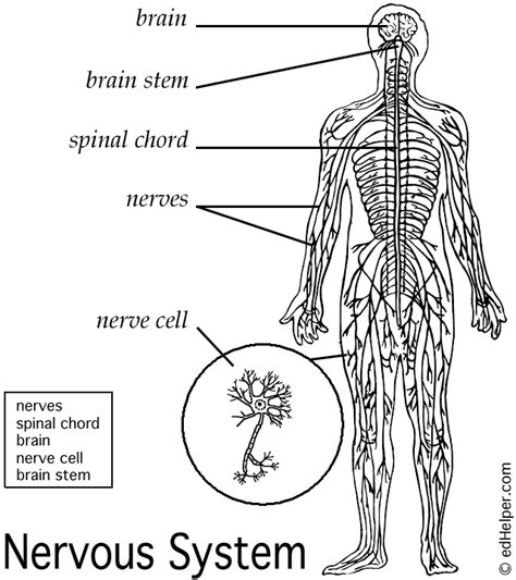 Diagrams of Nervous System Free | Diagram Site
