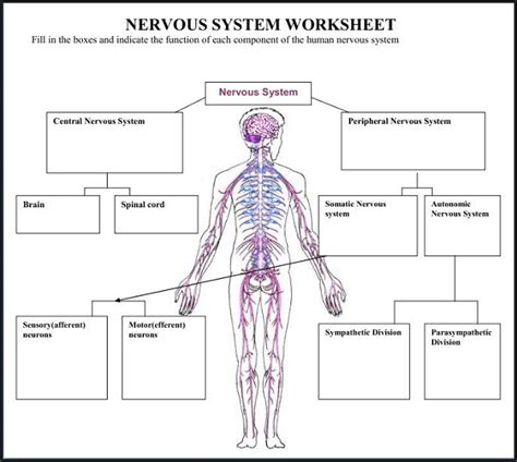 Diagrams of the Nervous System | Diagram Site