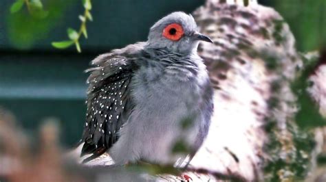 Diamond Dove Singing a Beautiful Bird Song   Exotic Birds ...