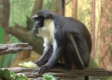 Diana monkey   Wikipedia