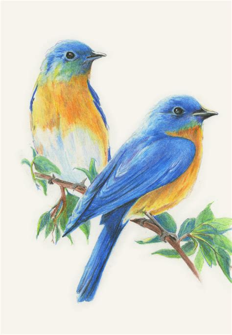 Diane Wright Art Journal: Colored Pencil   Birds