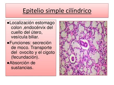 Diapositiva de histologia   tejido epitelial 1
