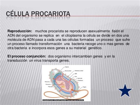 Diapositivas de la celula