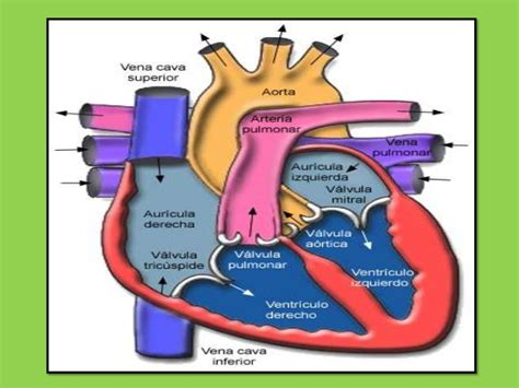 Diapositivas del Sistema Circulatorio