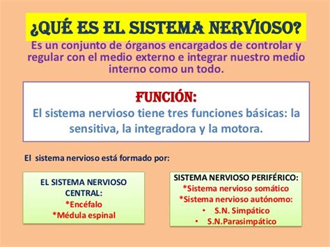 Diapositivas del sistema nervioso