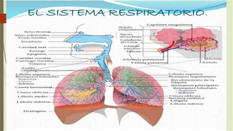 Diapositivas enfermedades del sistema respiratorio