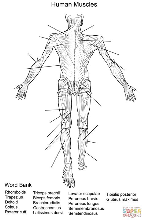Dibujo de Ejercicio: Músculos del Cuerpo Humano Vista ...
