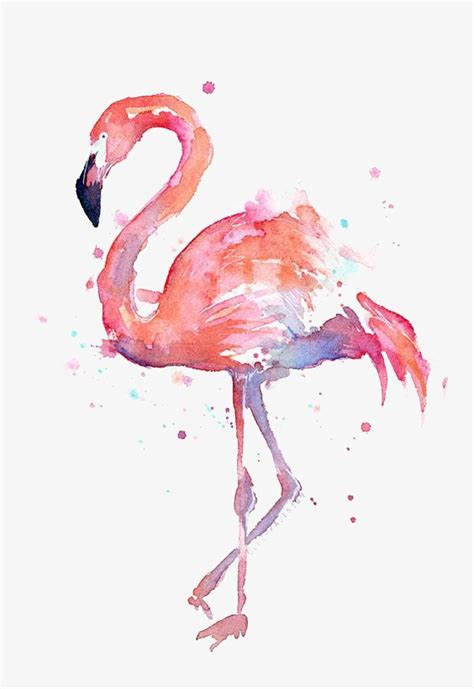 Dibujo De Flamencos, Flamingos, Acuarela, Animal Imagen ...