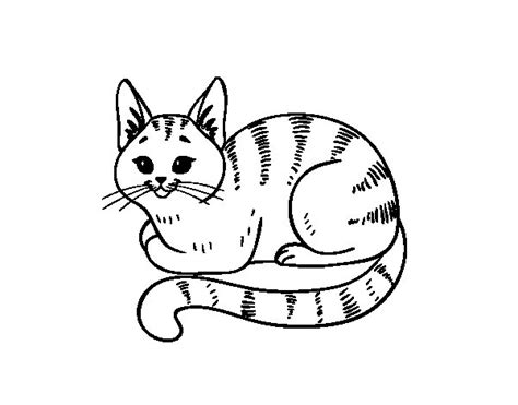 Dibujo de Gato joven para Colorear   Dibujos.net