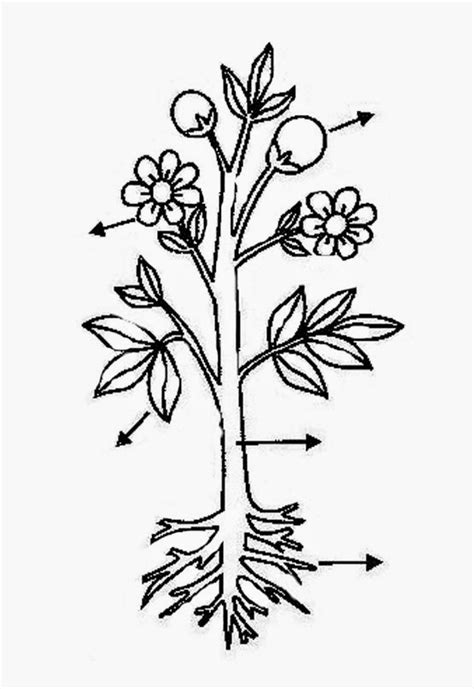 Dibujo de la planta y sus partes para colorear   Imagui