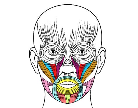 Dibujo de Músculos de la cara pintado por en Dibujos.net ...