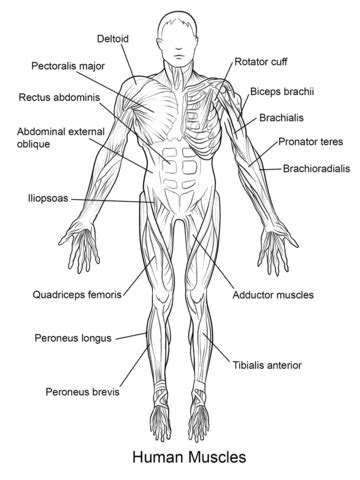Dibujo de Músculos del Cuerpo Humano Vista Frontal para ...