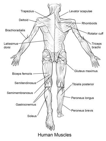Dibujo de Músculos del Cuerpo Humano Vista Trasera para ...