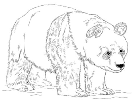 Dibujo de Oso Panda Gigante para colorear | Dibujos para ...