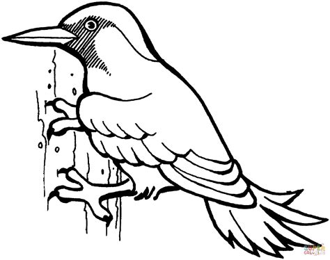 Dibujo de Pájaro carpintero para colorear | Dibujos para ...