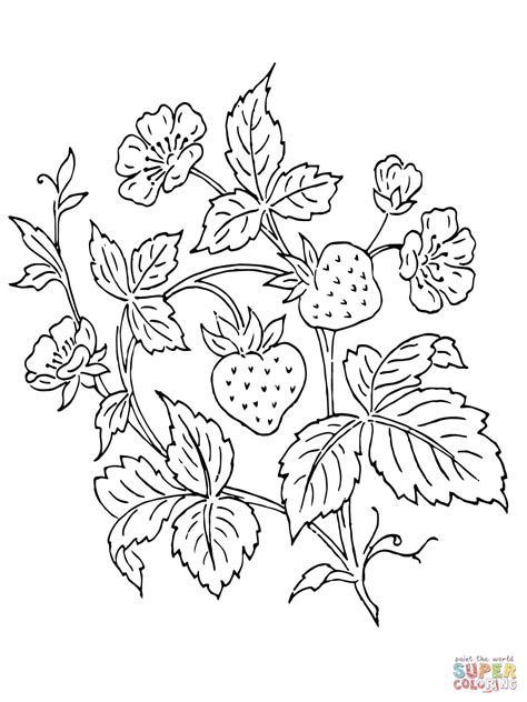 Dibujo de Planta de Fresas para colorear | Dibujos para ...