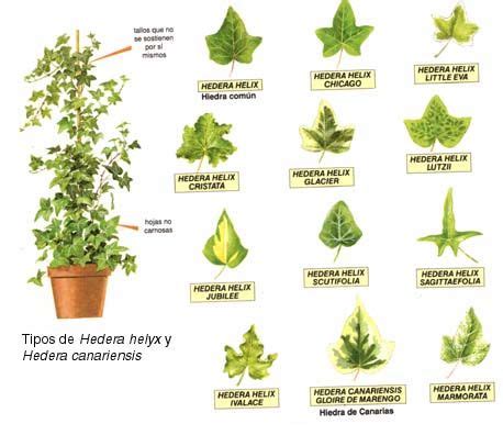 Dibujo de plantas medicinales con su nombre   Imagui ...
