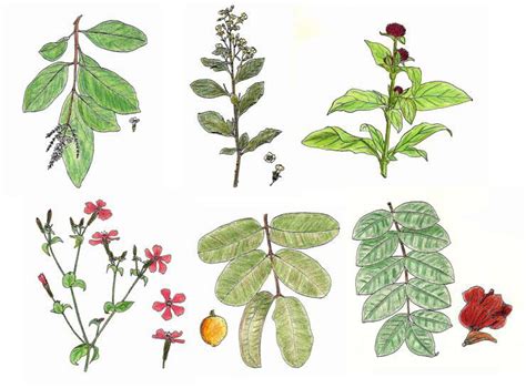 Dibujo de plantas medicinales   Imagui