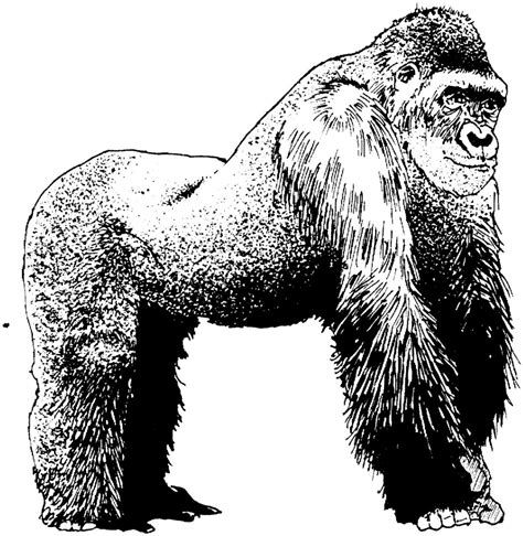 Dibujo de un gorila en blanco y negro :: Imágenes y fotos