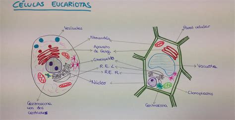 Dibujo de una célula procariota y dos eucariotas – Más ...