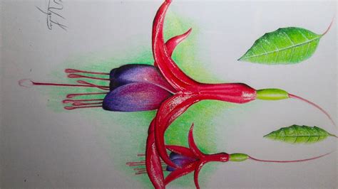 Dibujo de una flor realista con lápices de colores, Chilco ...