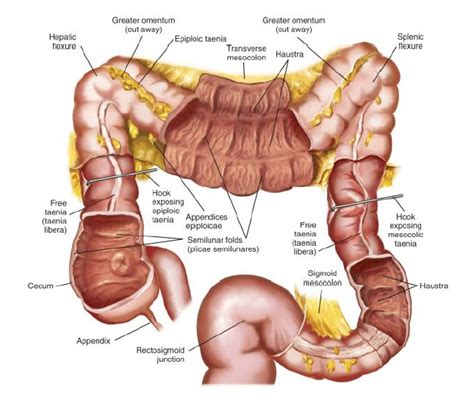 Dibujo del intestino   Imagui