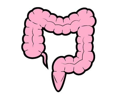 Dibujo del intestino   Imagui
